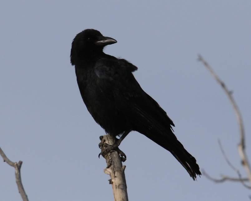 American Crow Black body with iridescent sheen Black