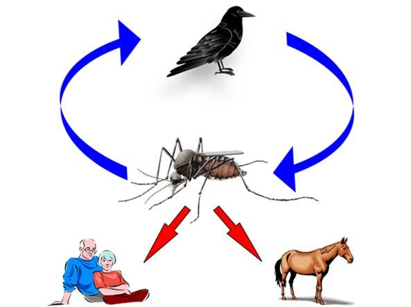 West Nile Virus Transmission Cycle WNv History First appeared Cook County in bird and mosquitoes 2001, 1 st human case 2002 Cook County 1223 cases, 65 deaths Illinois 2214 cases, 124 deaths US 43,937