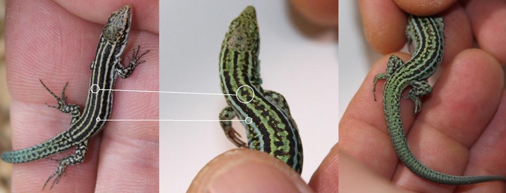 This might be one of the topics for future research. Dorsal changes from hatchling until 2 months old Within the first two months, striking changes can be observed (Fig 17).