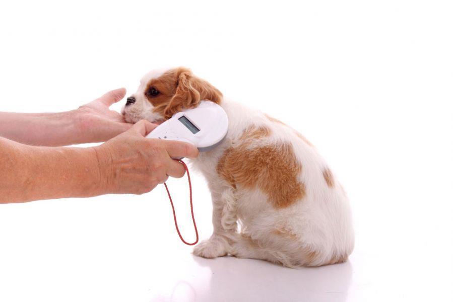 Dog microchipping grace period is over An initial grace period to allow owners to get their dog microchipped after a change in the law is drawing to a close.