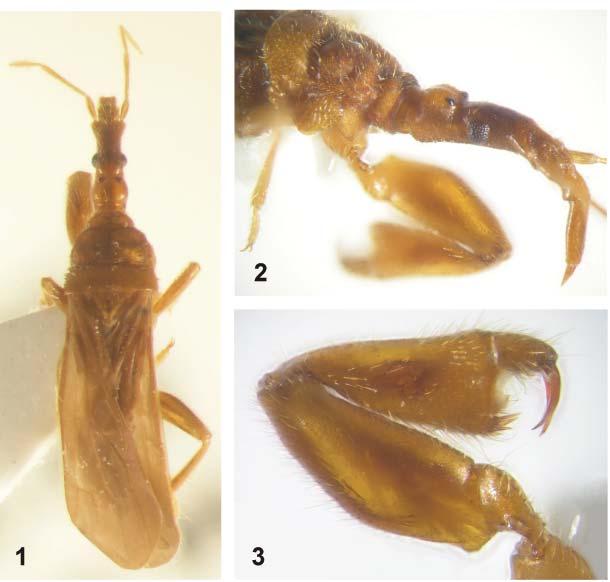 Acta Entomologica Musei Nationalis Pragae, 47, 2007 7 Figs. 1-3. Systelloderes loebli sp. nov., holotype, female. 1 total view; 2 head, lateral view; 3 right fore leg, anterior view.