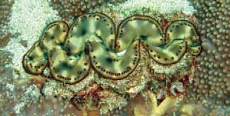 Chapter 3: The Tridacnid Species Tridacna maxima Roding (1798a) Common Names Maxima clam, rugose clam, great clam, small giant clam, and variable giant clam.
