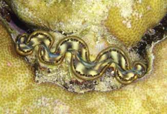 Chapter 3: The Tridacnid Species Like crocea,