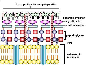 positive bacteria have up to 60% mycolic acid (waxy lipids) which helps cells