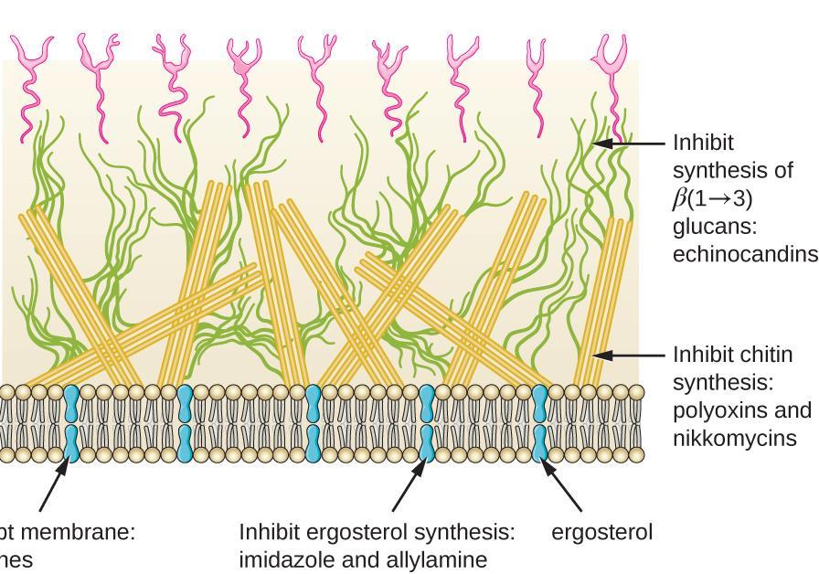 Inhibitors of synthesis of fungal walls FACT 10.