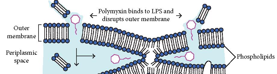 Disruption of Cytoplasmic Membranes in bacteria FACT 10.