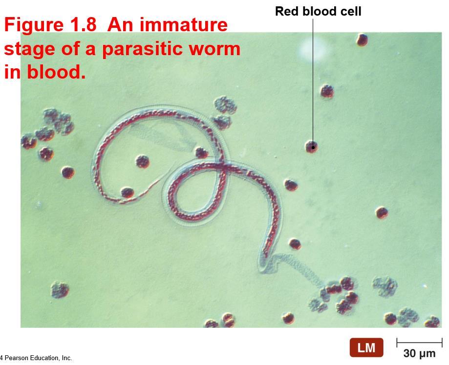 Disruption of Cytoplasmic Membranes in parasitic worms FACT 10.
