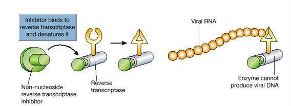 3) Inhibition of Viral Nucleic Acid Synthesis 3b) Reverse transcriptase