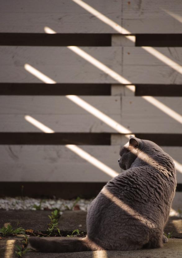 CAT-PROOFING A BACKYARD To prevent your cat escaping over a continuous solid wooden or metal fence, it must be modified at the top in all places to prevent your cat gaining purchase and climbing over.