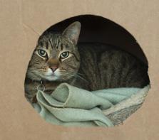 They love hiding and you will be surprised at some of the spots they choose - shelves, cupboards, a bed or box
