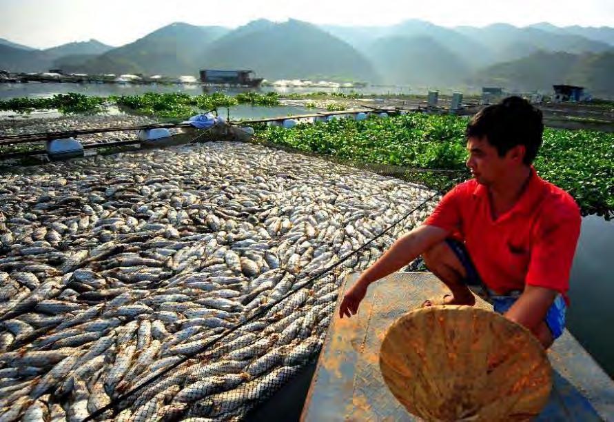 Disease losses in aquaculture >$6bn pa (WB, 2014) World