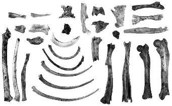 MESOCRICETUS NEWTONI (MURIDAE) IN DOBROGEA (ROMANIA) 365 Fig. 2 Long bones and ribs of Mesocricetus newtoni from La Adam Cave.