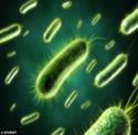 The most serious problem is Carbapenem resistant Gram-negatives Almost untreatable highly resistant bacteria Most are