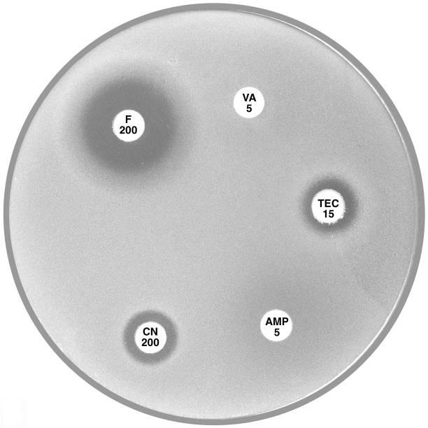 2. Enterococcus faecium, Enterococcus gallinarum & Leuconostoc Plate 12.2.A Enterococcus faecium