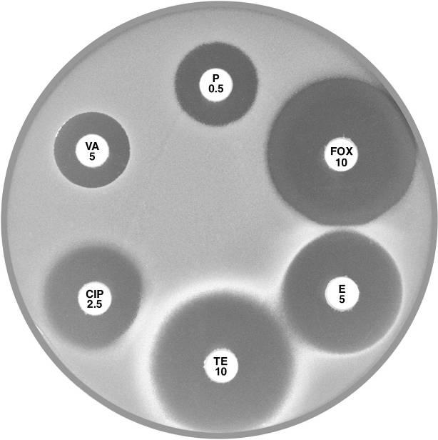 A Staphylococcus aureus ATCC 9144 (NCTC 6571) This organism is fully susceptible and has large inhibitory zones