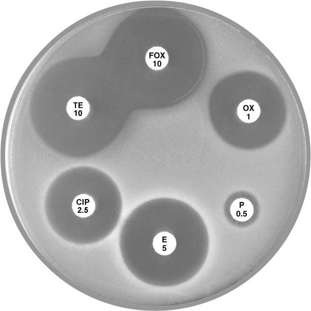 5), cefoxitin (FOX 10), vancomycin (VA 5) and teicoplanin (TEC 15); 12 mm, 10 mm, 3 mm and 5 mm respectively.