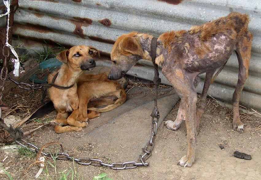 Modern African Township Dogs Viewed as a commodity and subjected to: The effects of poverty