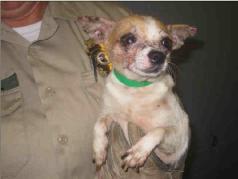 DOGS 201 cats & 93 dogs were impounded on 08/19/10 from an Animal Cruelty Investigation in