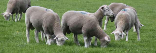 ACCREDITED BRUCELLOSIS FREE FLOCK No. OV/AC/044 A group of Mount Ronan 2018 Spring Sale rams.
