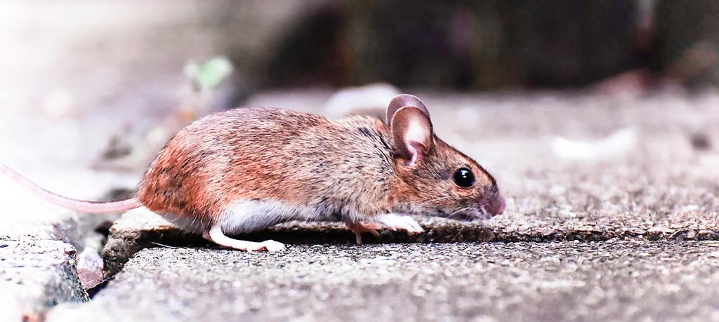 RODENT HABITS Both rats and mice are most active at night. They like to be close to walls and avoid open areas.