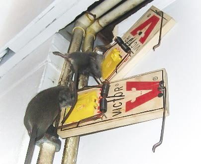 In order to reduce the chance of creating trap-shy rodents, hold off on setting the traps until the bait has