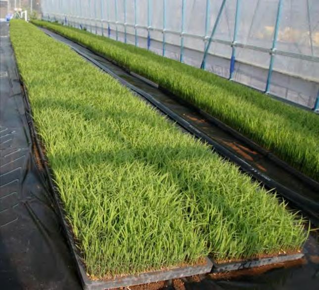 Rice nursery box Nursery boxes with applied insecticide have been used in Japan for rice cultivation since the