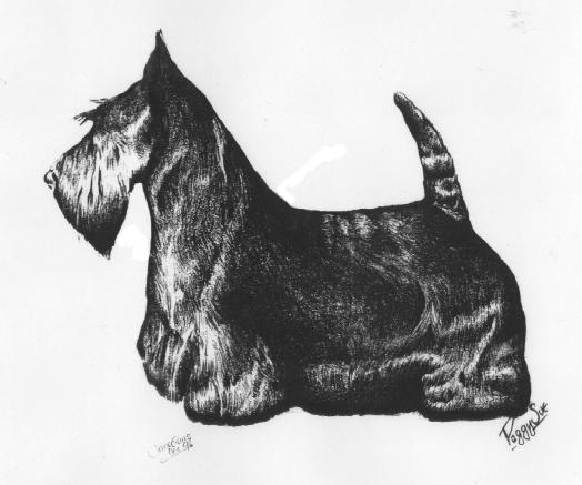 EXAMINING THE SCOTTISH TERRIER1 By Vandra L. Huber, PhD Examination of the Head 1. Well Balanced Head. Look for a well balanced head. The foreface should be equal in length to the back skull.