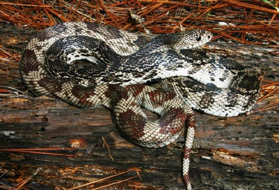 The Florida pine snake (Pituophis melanoleucus mugitus; Barbour 1921) is found east of the Escambia River, whereas pine snakes west of the river are intergrades between the Florida pine snake and the
