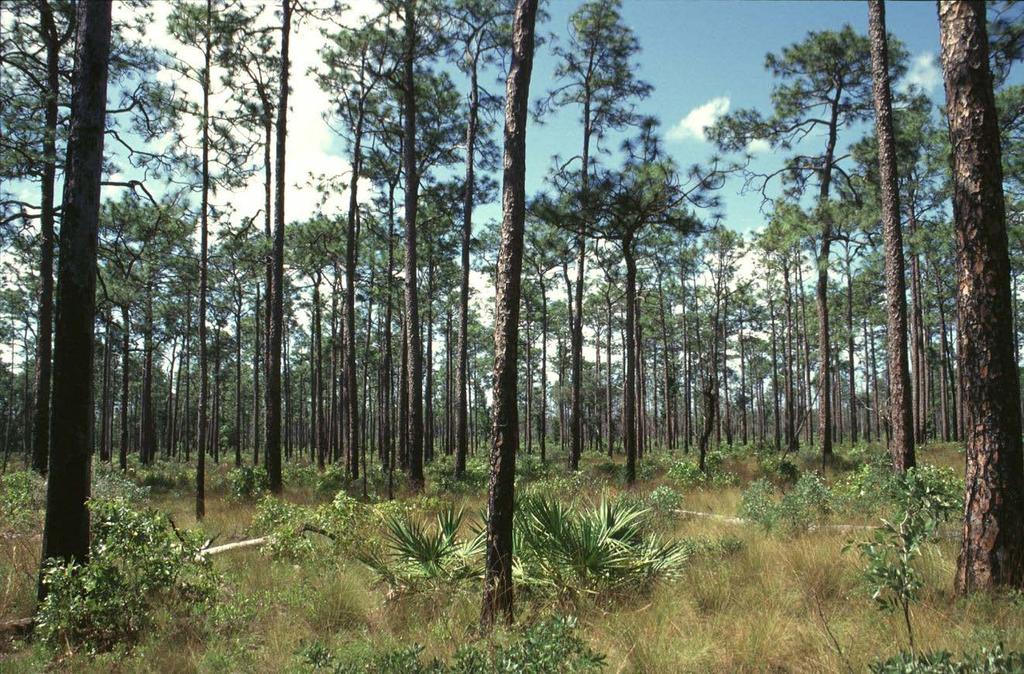 INTRODUCTION Habitat and Life History Florida pine snakes occupy a variety of upland habitats, but seem to prefer dry habitats with a moderate to open canopy cover and well-drained sandy soils (Franz