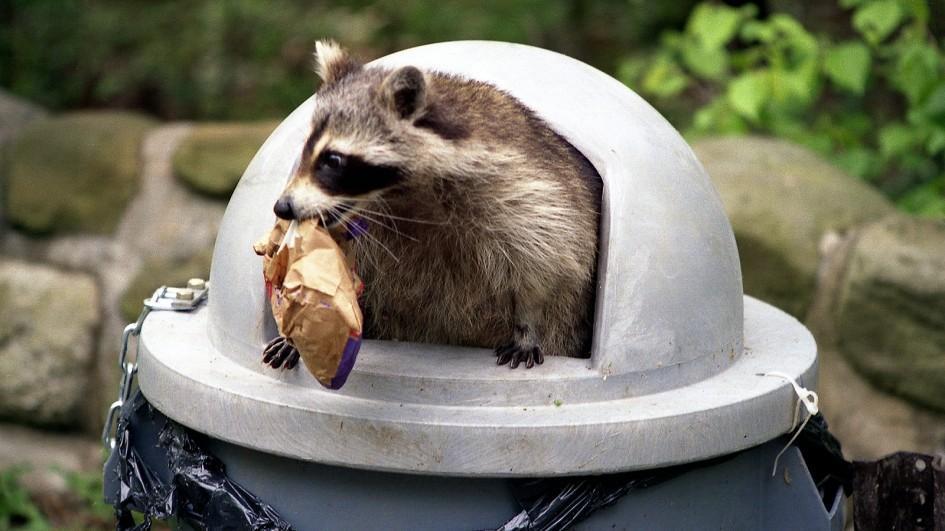 Raccoons, with their bandit masks and sweet faces, are often thought of as pests. They dig through the garbage, eat the dog s food, and cause a general ruckus if you leave food out at a campsite.
