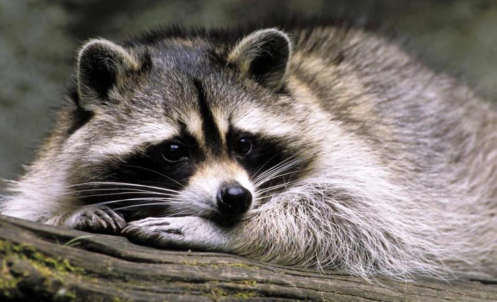 months old. A group of raccoons is known as a nursery.