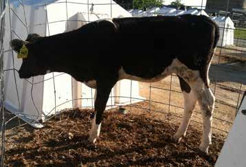 2015 Holstein Plaza Online Heifer Sale Monday, June 1, 2015