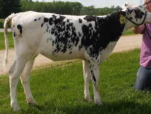 Lot 3: Siemers S-Shot Brookes12 Date of Birth: March 24, 2015 Received her Official Proof... Went up to GTPI+2546 with PTA Millk+1811, PTA Fat+78 and PTA Protein +75!