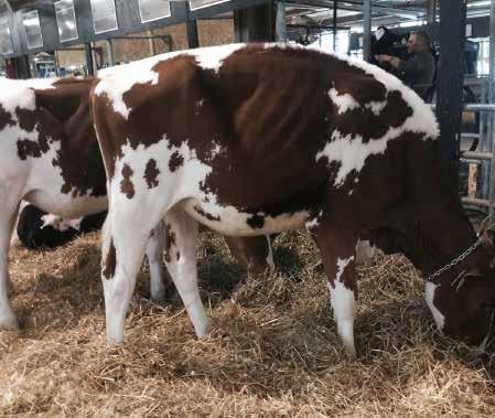 Lot 7: Curr-Vale Def Arla-Red Location: New York, USA Date of Birth: June 10, 2014 Open & Ready to Flush The 5th place Summer