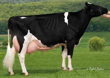Lot 8: Rotesown Durham Atara EX-94 2E Location: New York, USA Date of Birth: December 14, 2002 Dry, Open and READY to IVF!