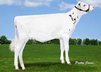 Lot 10: Comfort Kingboy Pippen Date of Birth: December 26, 2014 Beta Casein A2A2 Kingboy