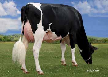 One of the highest Homozygous Polled Females in the breed without Powerball as a sire!