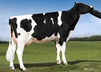 Lot 13: Ms Marly Acme Marble-Red-TW Location: Maryland, USA Date of Birth: November 8, 2013 Stunning Red granddaughter of KY-Blue Ruben
