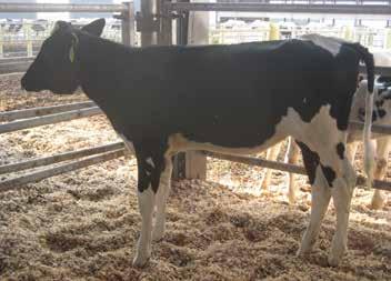 Lot 14: Sunview Supershot Hugs Date of Birth: February 20, 2015 Early February 2015 Supershot daughter with +64 Fat & +70 Protein!