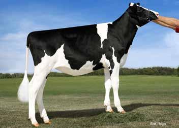 Lot 22: OConnors 5G Here we go Again Date of Birth: May 1, 2014 Sells Open & Ready to Flush or IVF Add a Cookiecutter to your flush program.