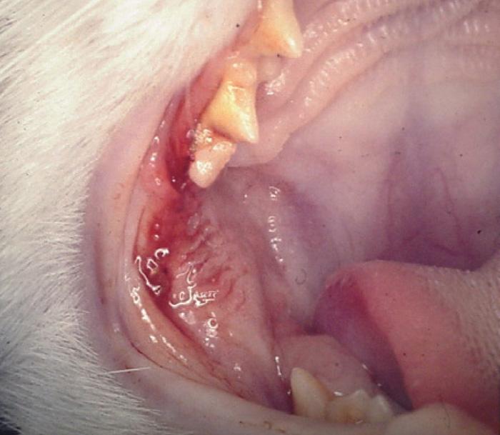 Severe gingivitis in a cat with feline immunodeficiency virus.