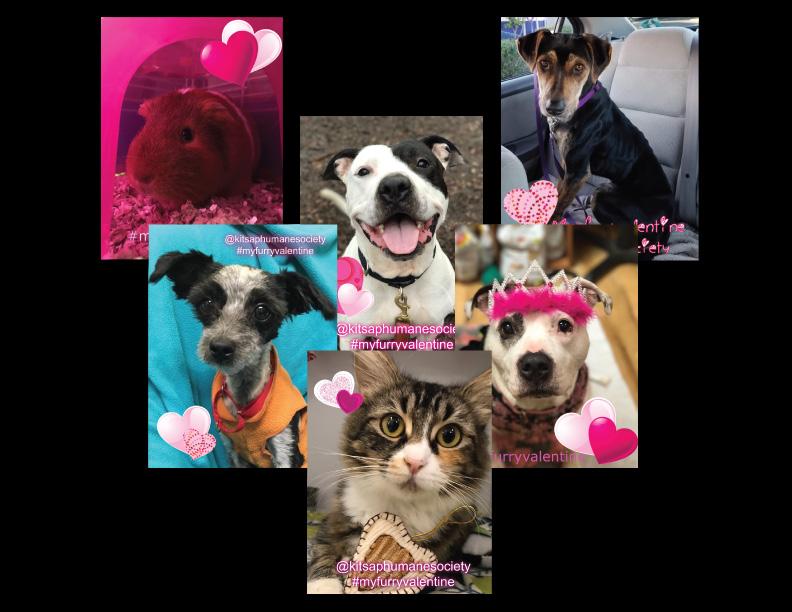 Promotions & Events Kitsap Humane Society s 5th Annual $3,000 Online Auction Presenting Sponsor $1,000 Shelter Adoption Events $1,000 My Furry Valentine Sponsor Name featured on ALL promotional
