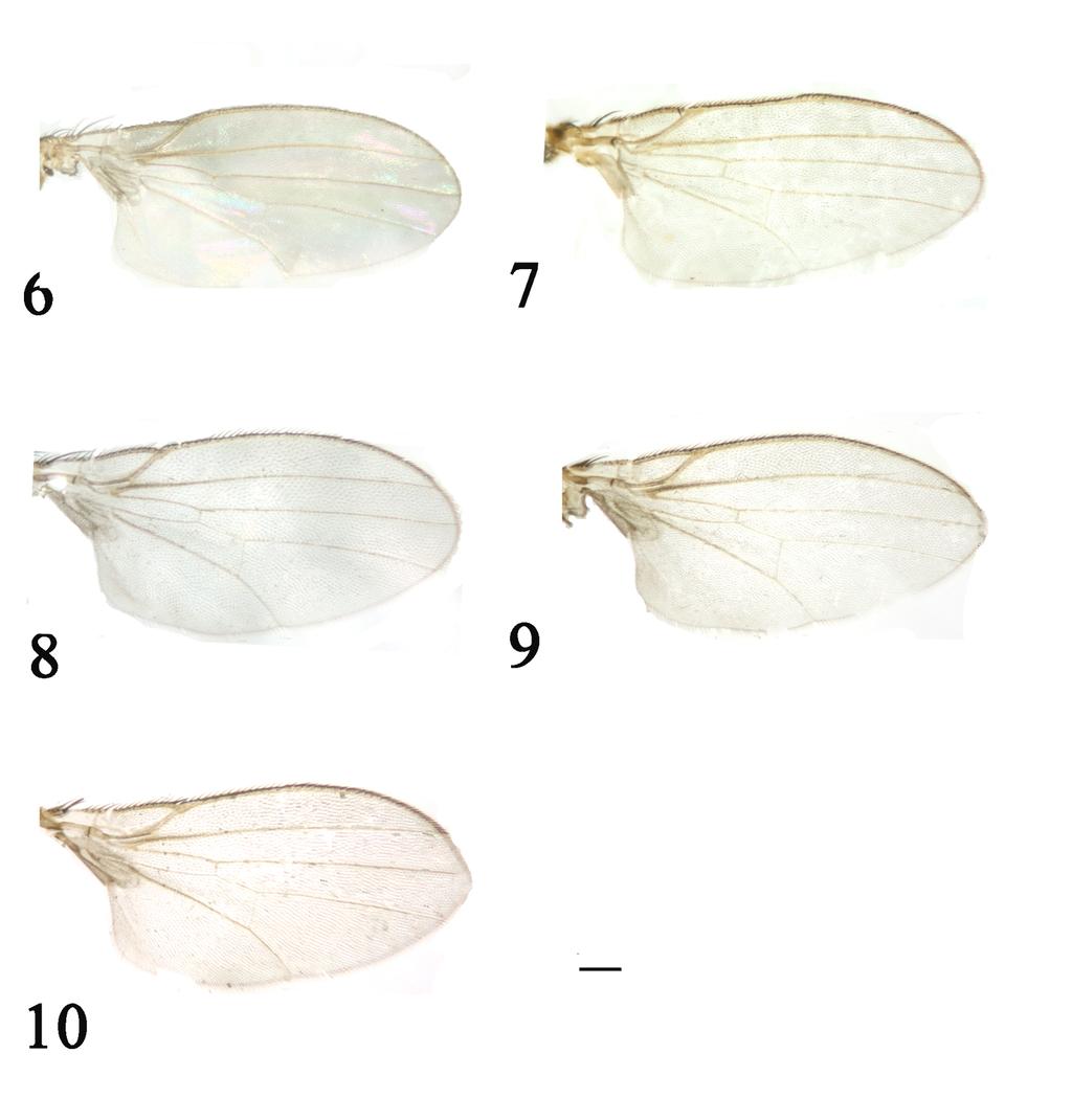XI AND YANG Figs. 6 10. Wing (male). 6. Phyllomyza emeishanensis sp. nov.; 7. Phyllomyza latustigenis sp. nov.; 8.