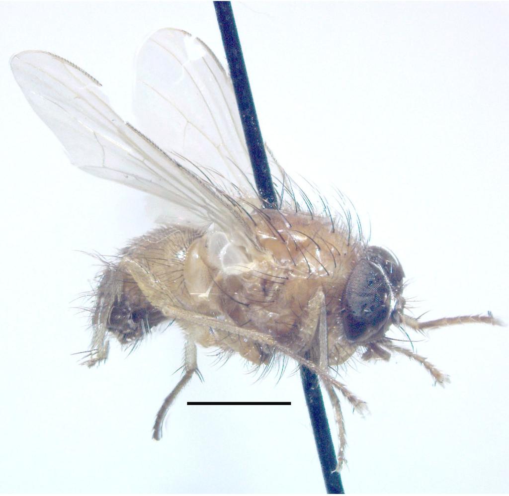 Norwegian Journal of Entomology 64, 76 81 (2017) FIGURE 1. Mydaea forsslundi sp. n., male holotype, lateral view (bar = 2 mm). Four labels are fixed to the staging pin.