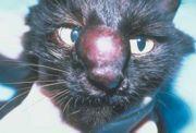 2. A five-year-old male neutered domestic shorthair cat is presented with a one month history of sneezing.
