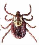Not insects Related to spiders (Arthropoda: Arachnida) Hard Ticks (Family Ixodidae) Horse & Deer flies Stable Flies