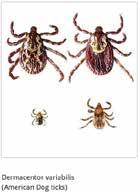 Mythbusters: Tick Edition Wood Ticks (American Dog Ticks) Climb high into trees Commonest tick in WI Jump from trees