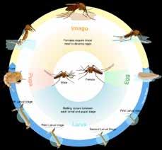 Mosquitoes and Water Mosquito larvae are aquatic; need water to develop Like still or