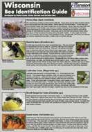 United States: ~4,000 species Wisconsin: ~400 species Honey Bee Bumble Bees
