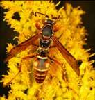 Paper Wasp (Polistes fuscatus) Bald Faced Hornet Aerial papier-mâché style nest